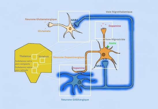 Schéma des différentes structures et neurones situés dans les ganglions de base sous l'influence du diazote